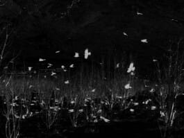 Mehdi Ait El Mallali