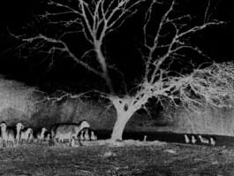 Mehdi Ait El Mallali